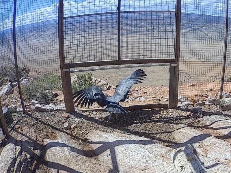 California condor approaching the door of an outdoor flight pen
