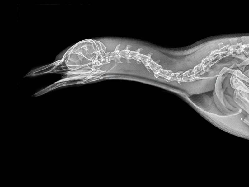 X-ray image of a penguin