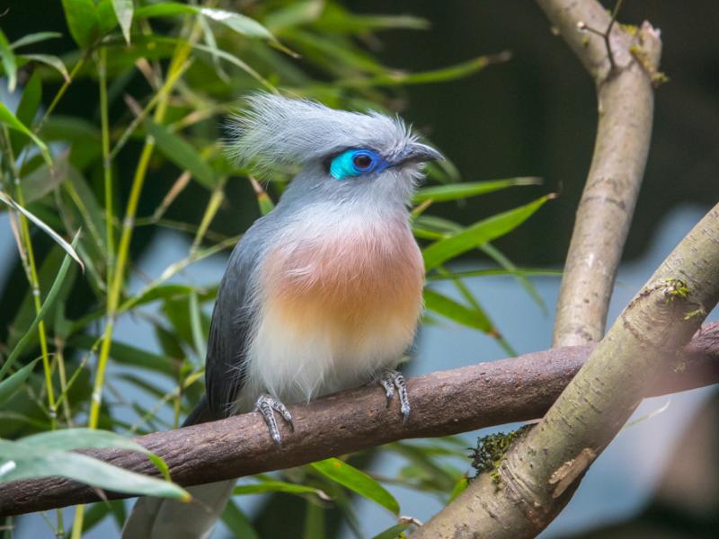 A crested coua perched on a tree branch.