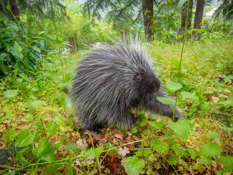 A North American porcupine in a forest.