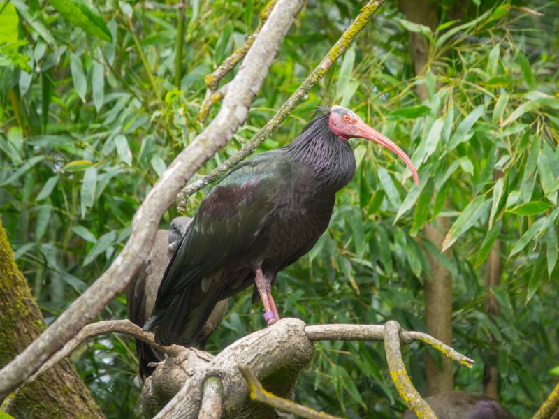 A northern bald ibis perched on a tree branch.