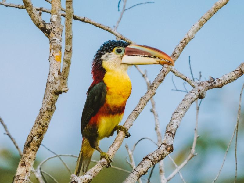 A curl-crested aracari perched on a tree branch.