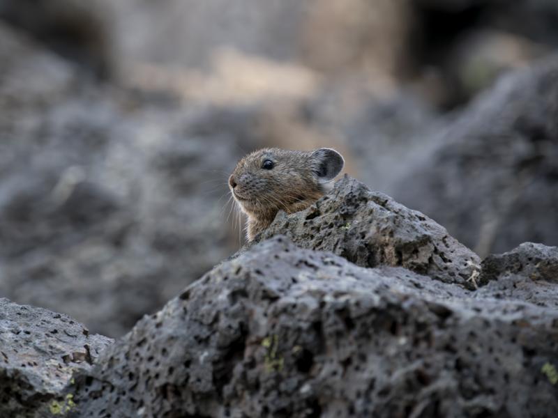 A pika in the rocks 