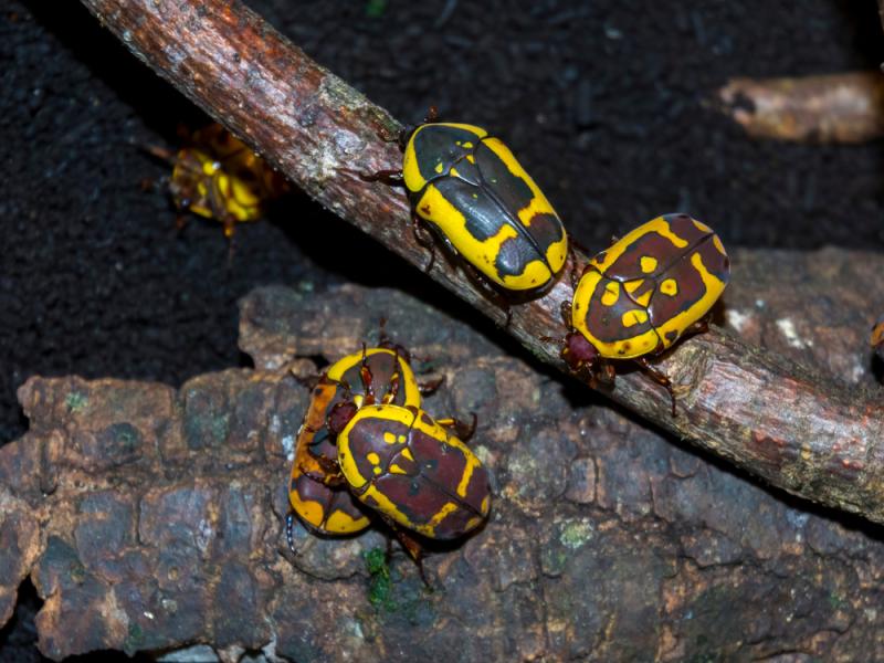 A group of garden fruit chafers.