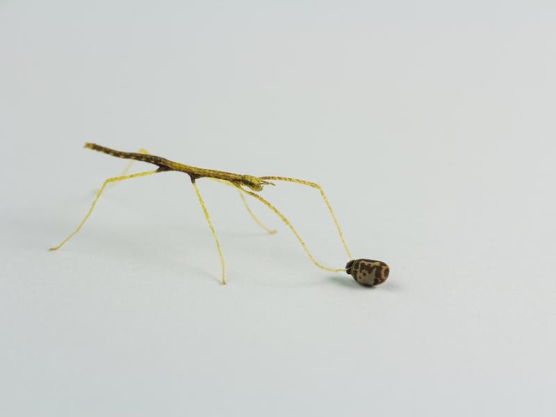 A giant Malayan walking stick feeding.