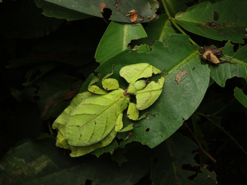 A giant leaf insect resting on a leaf.