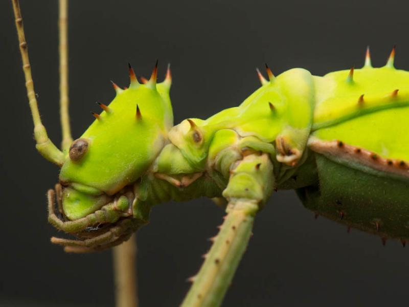 A close up photo of a giant thorny walking stick's head.