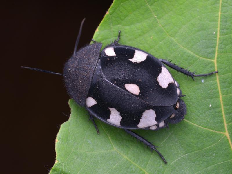 An Indian domino cockroach resting on a leaf.