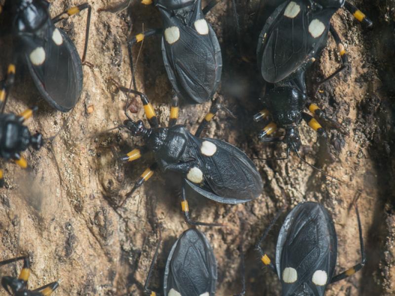 A group of two-spotted assassin bugs.