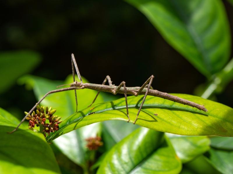 A Vietnamese walking stick standing on a leaf.