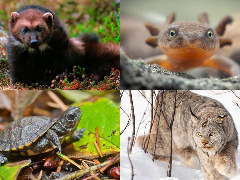 A montage of species impacted by changes to the Endangered Species Act.