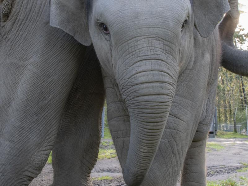 Asian elephant