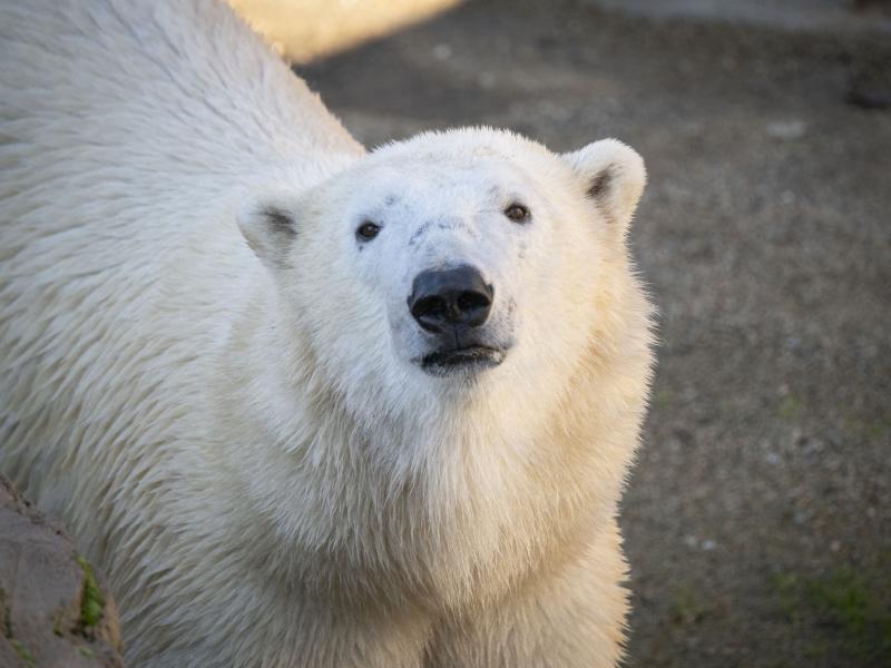 Polar bear Kallik looks at the camera