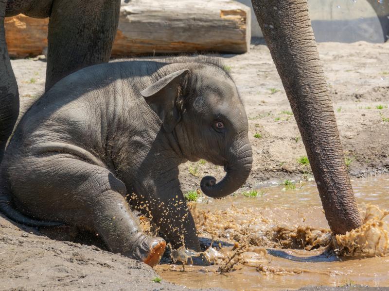 Elephant Tula-Tu plays in a mud puddle outside. 