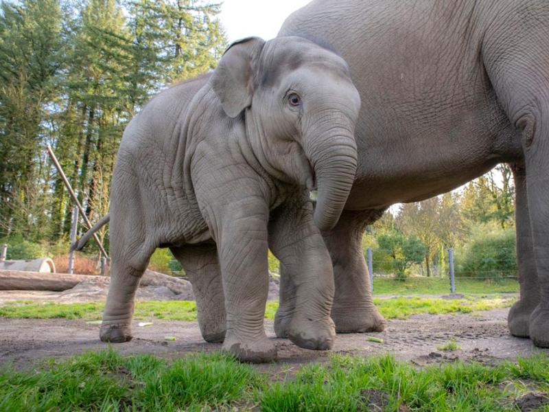 Baby elephant Tula-Tu with mother Rose-Tu in background
