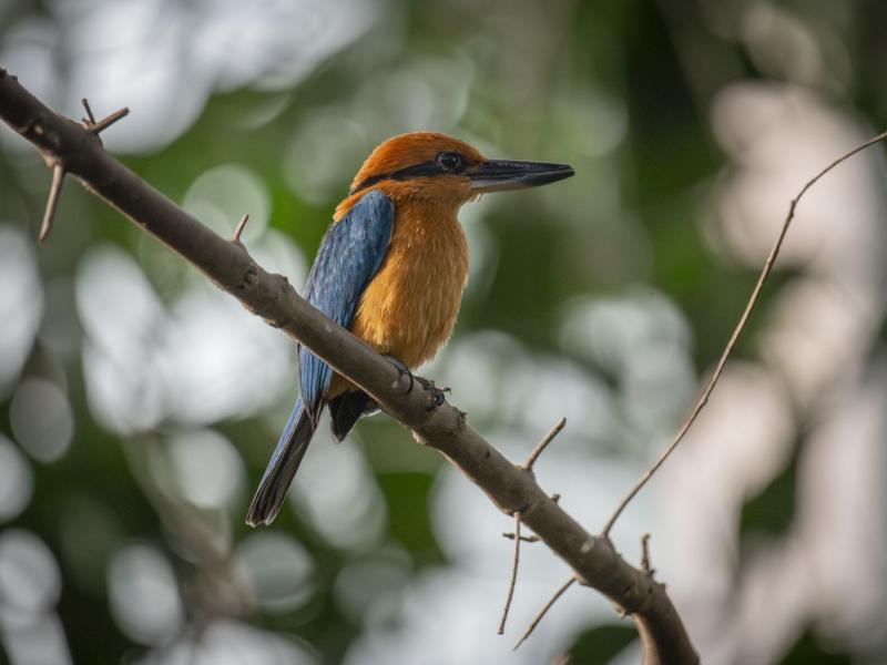 colorful sihek sitting on a branch