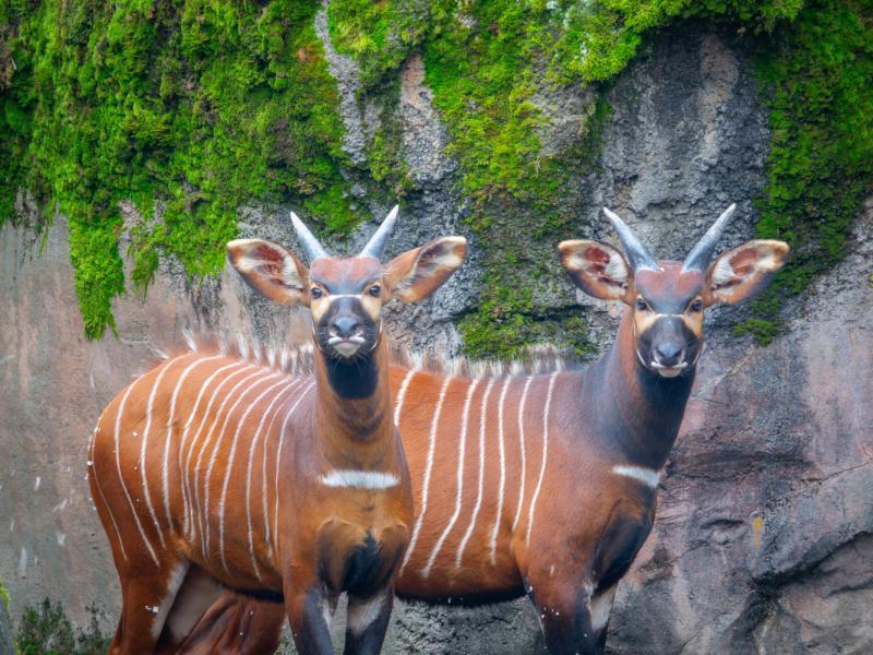 Two bongos outside