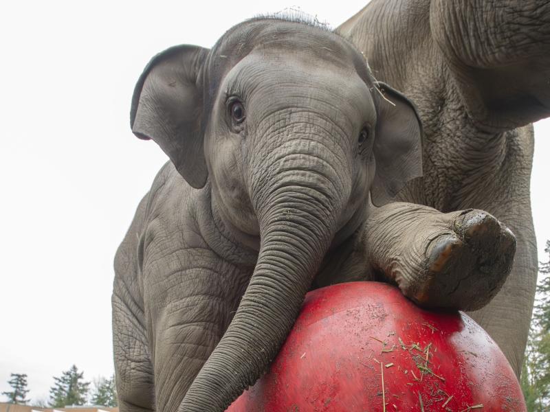 Asian elephant calf with a big red ball