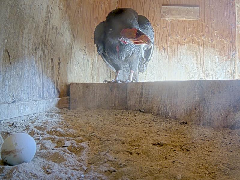 condor egg in a nest box with an adult condor looking on