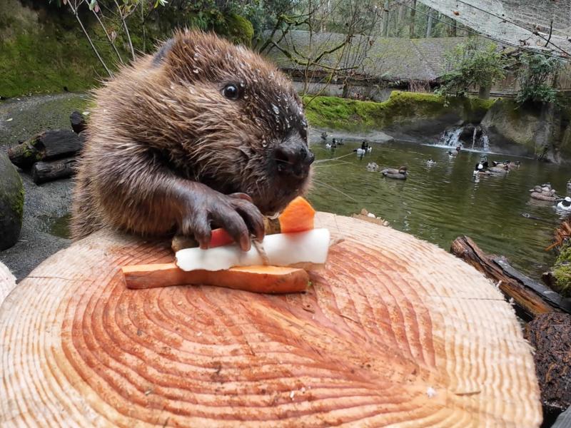 Beaver reaches to grab food off of a stump