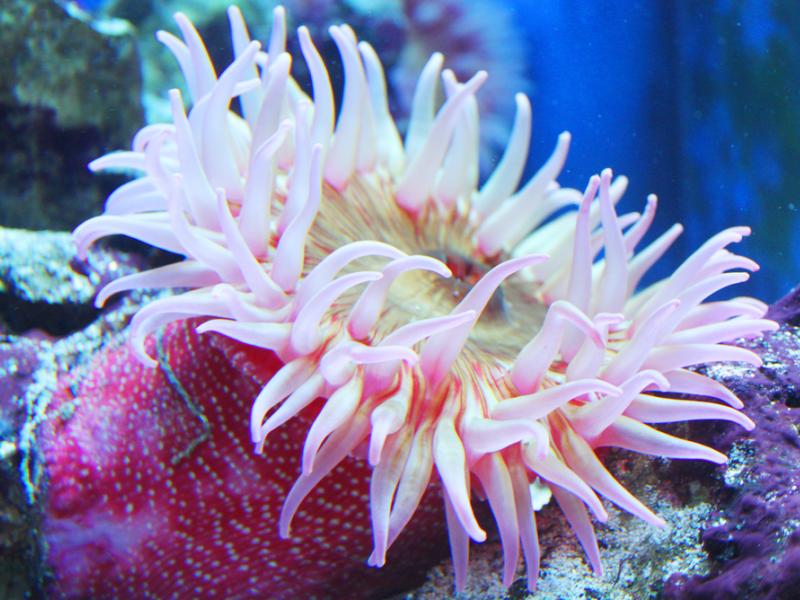 A Christmas anemone in an underwater habitat.