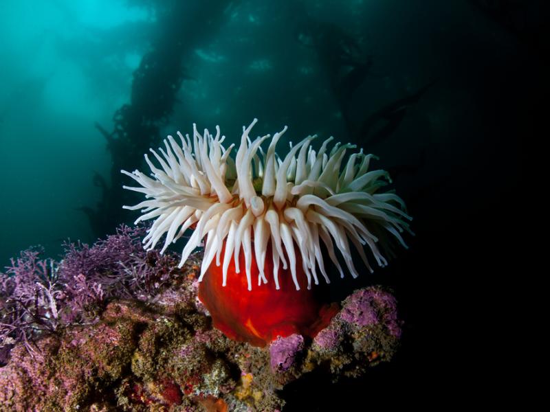 A fish-eating anemone in an underwater habitat.