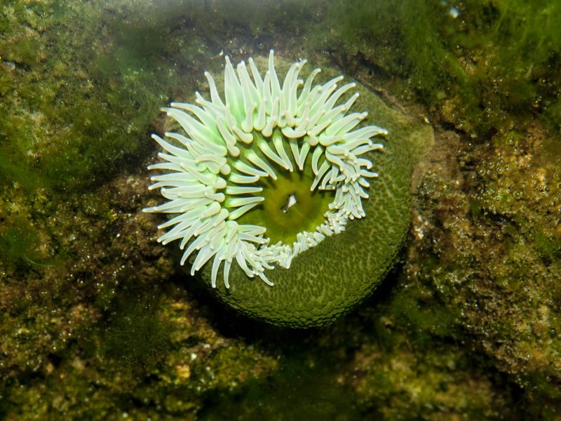 A giant green anemone in an underwater habitat.