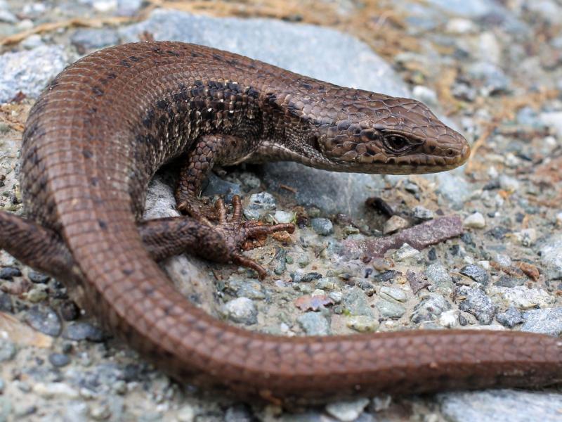 A northern alligator lizard resting on the ground.
