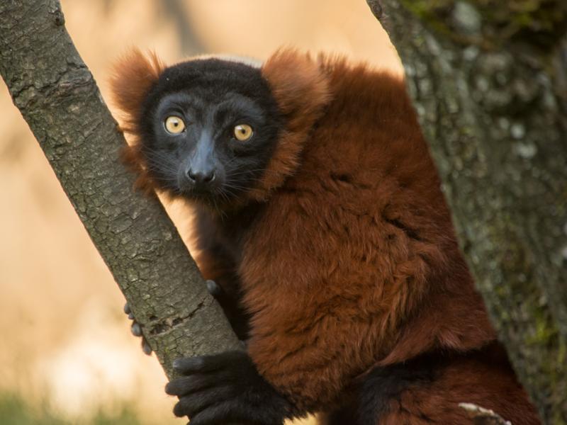 A red-ruffed lemur sitting a tree, holding a tree branch.