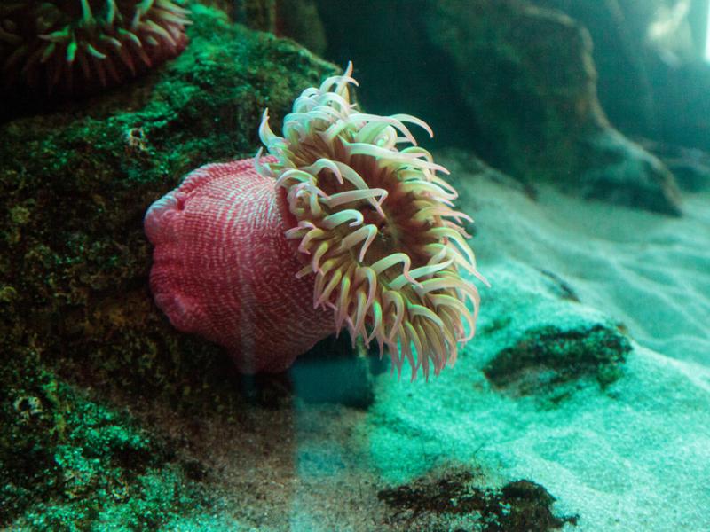 A white-spotted rose anemone in an underwater habitat.