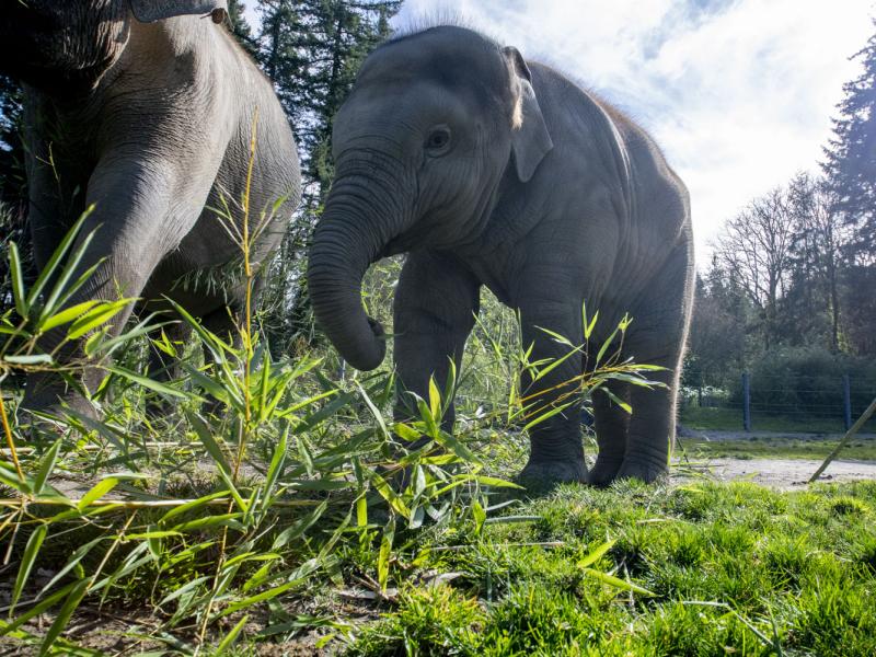 Elephant calf and mom outside with green bamboo