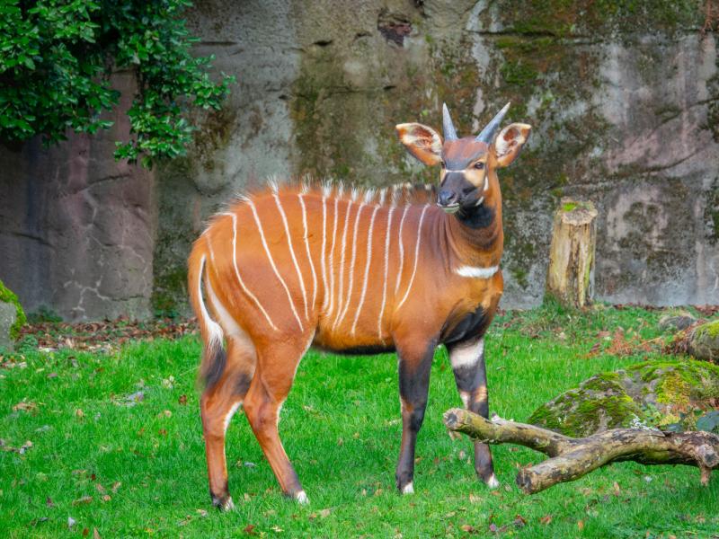 An eastern bongo standing on grass in its habitat.