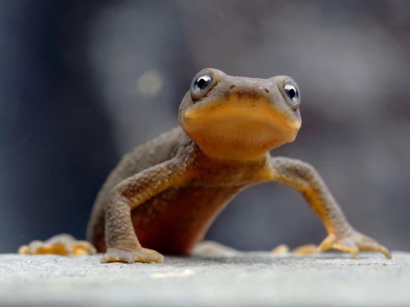A Mazama newt standing on a surface.