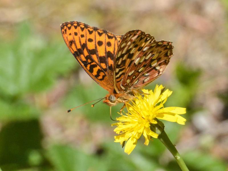 An Oregon silverspot butterfly perched on a flower.