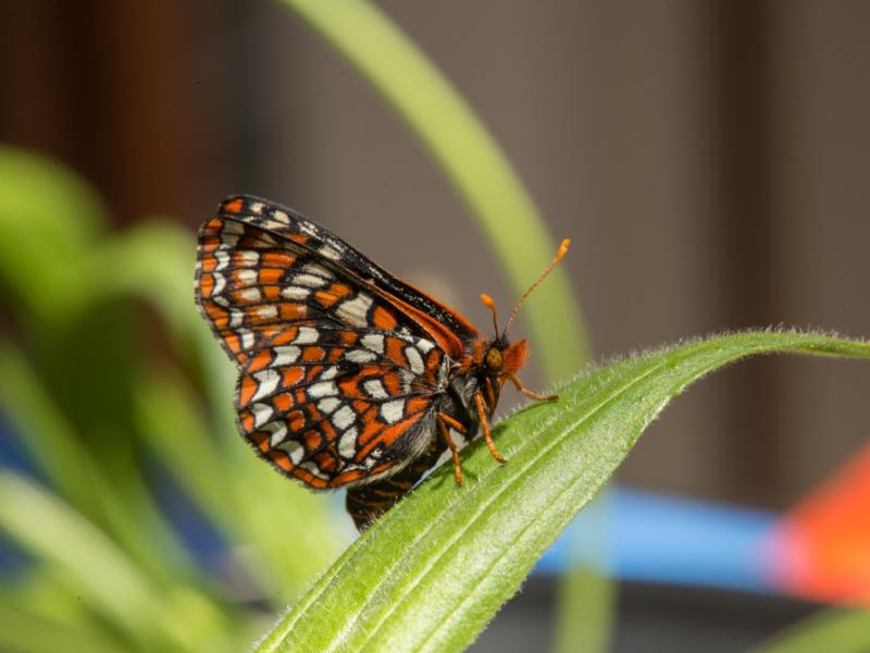 A Taylor's checkerspot butterfly perched on foliage.