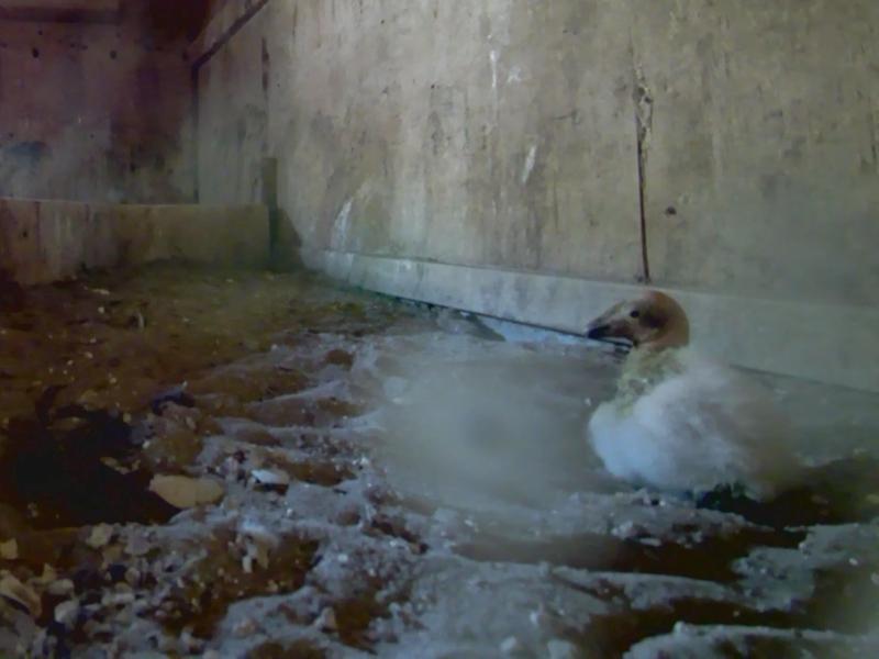 newly hatched condor chick in the nest box