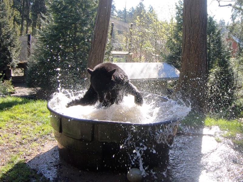 Black bear splashing in a big tub
