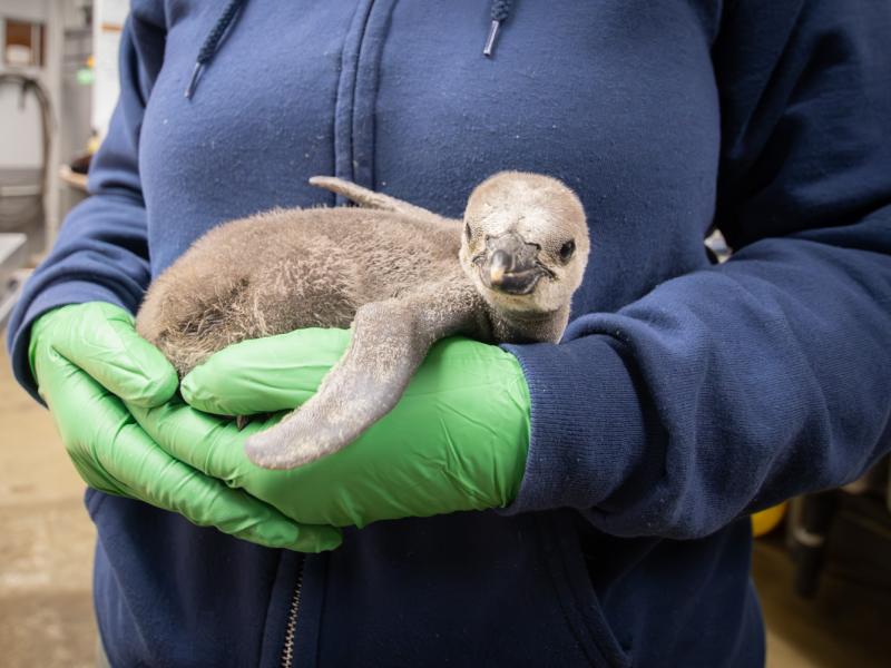 a fuzzy penguin chick being held by green gloved hands