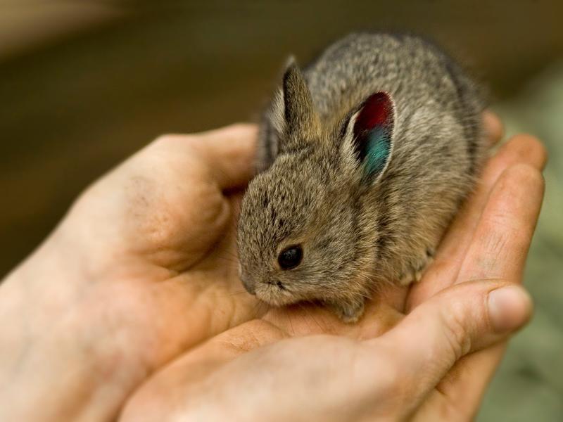A baby Columbia Basin pygmy rabbit.