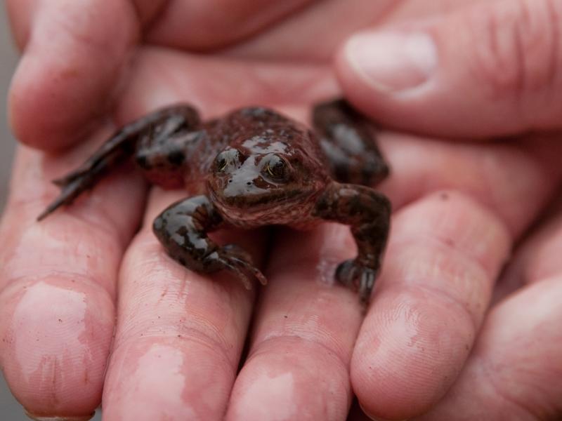 An Oregon spotted frog gets ready for release in wetlands located at Fort Lewis in Washington.