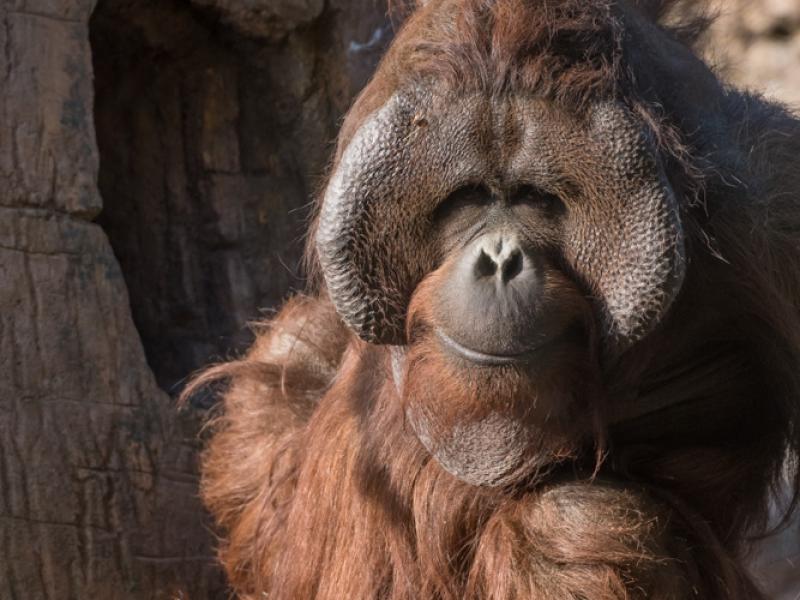 Bob the orangutan. 