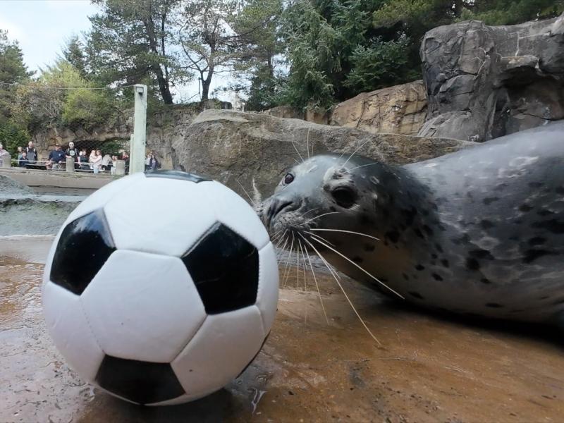 harbor seal nosing a soccer ball