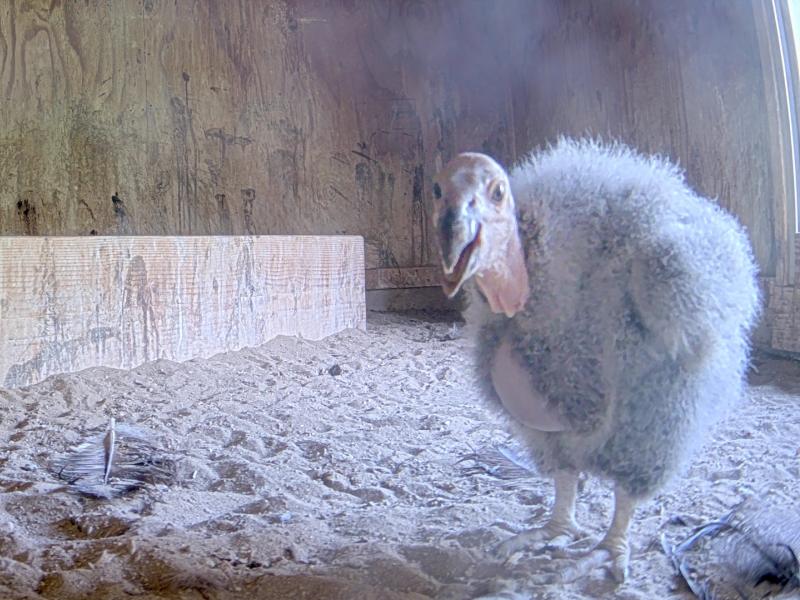 California condor chick inside near a nest box