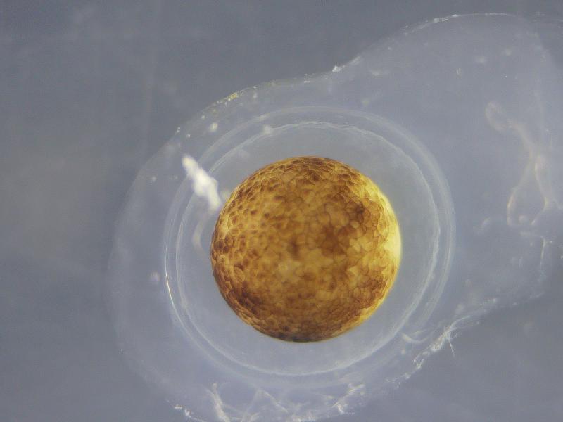 Close up shot of a mazama newt egg