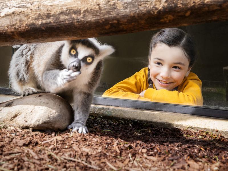 young girl looking at lemur in habitat