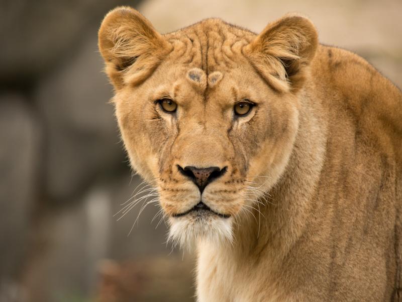 Kya the lion.