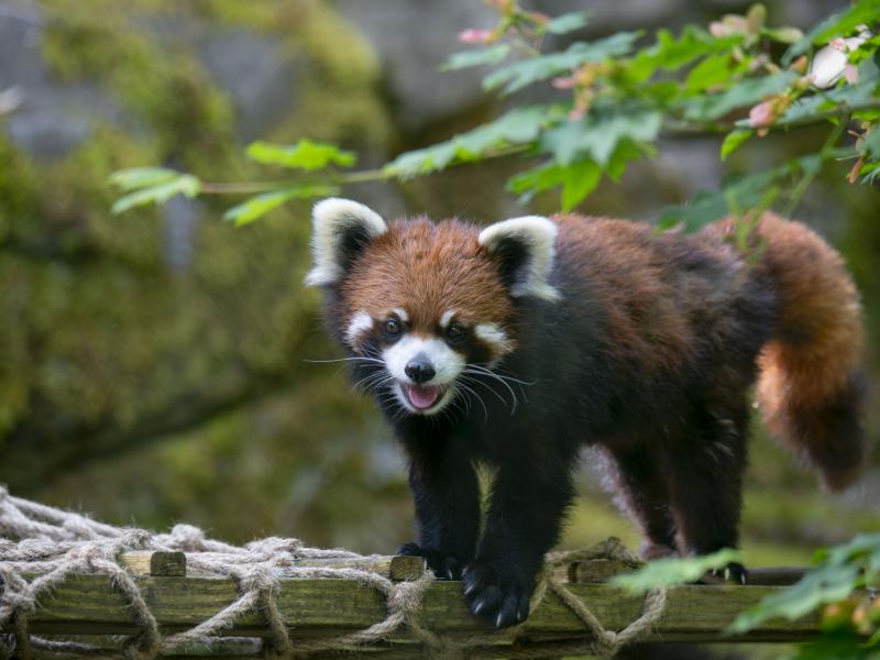 Enoki red panda outside 