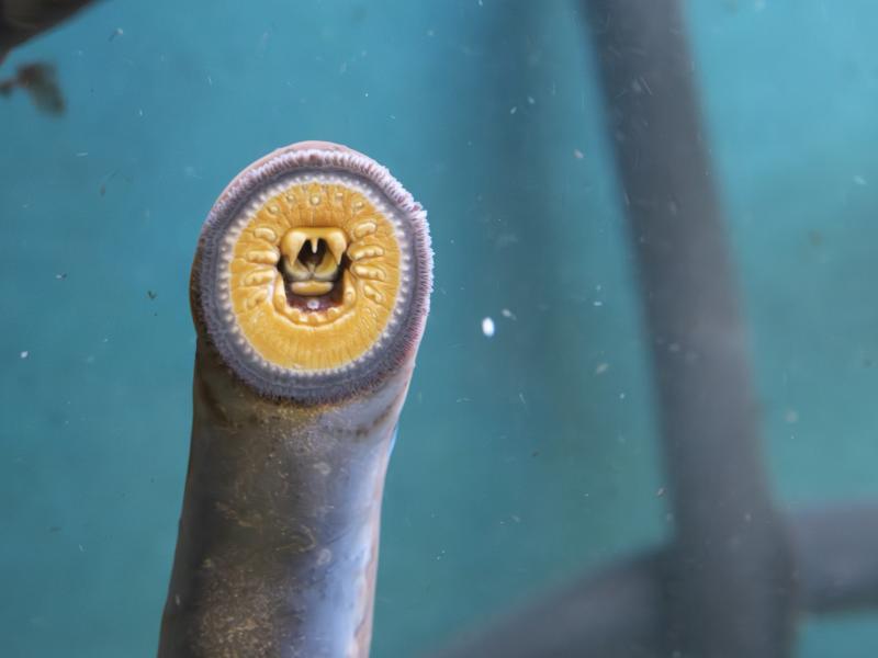 A Pacific lamprey suctioned to glass