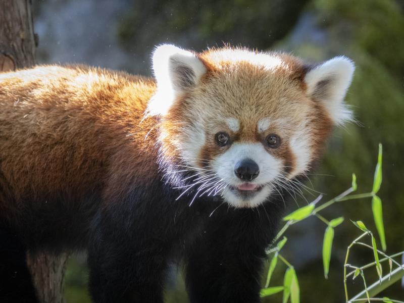 Red panda Liu outside near bamboo