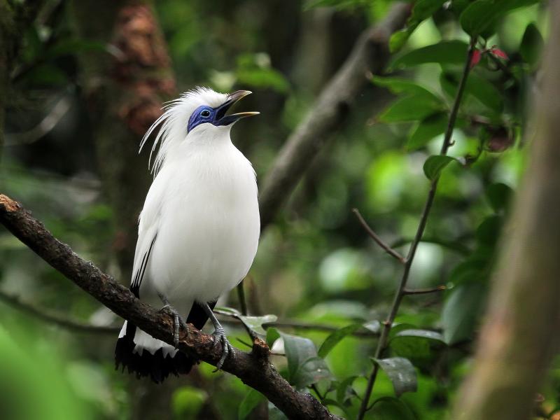 A Bali myna perched on a tree limb with mouth open.